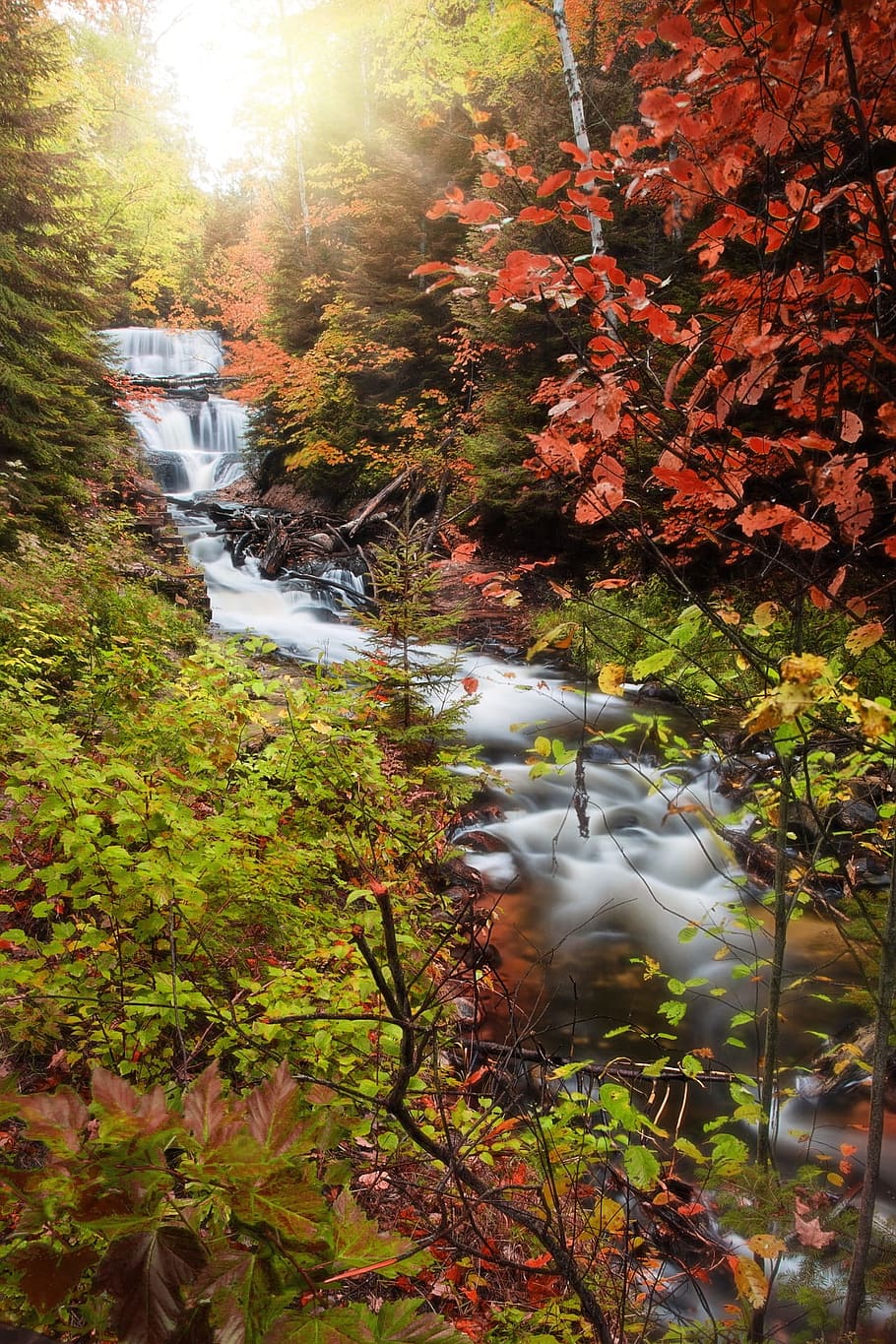 wild, nature, landscape, waterfall, flow, jungle, forest, green HD wallpaper