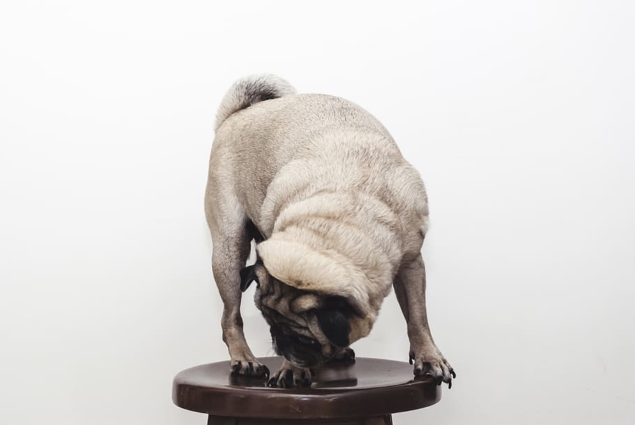 fawn pug on stool, pet, animal, dog, mexico, mammal, canine, mérida HD wallpaper