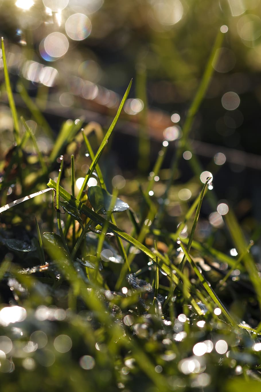grass, dew, drip, selective focus, plant, growth, green color HD wallpaper