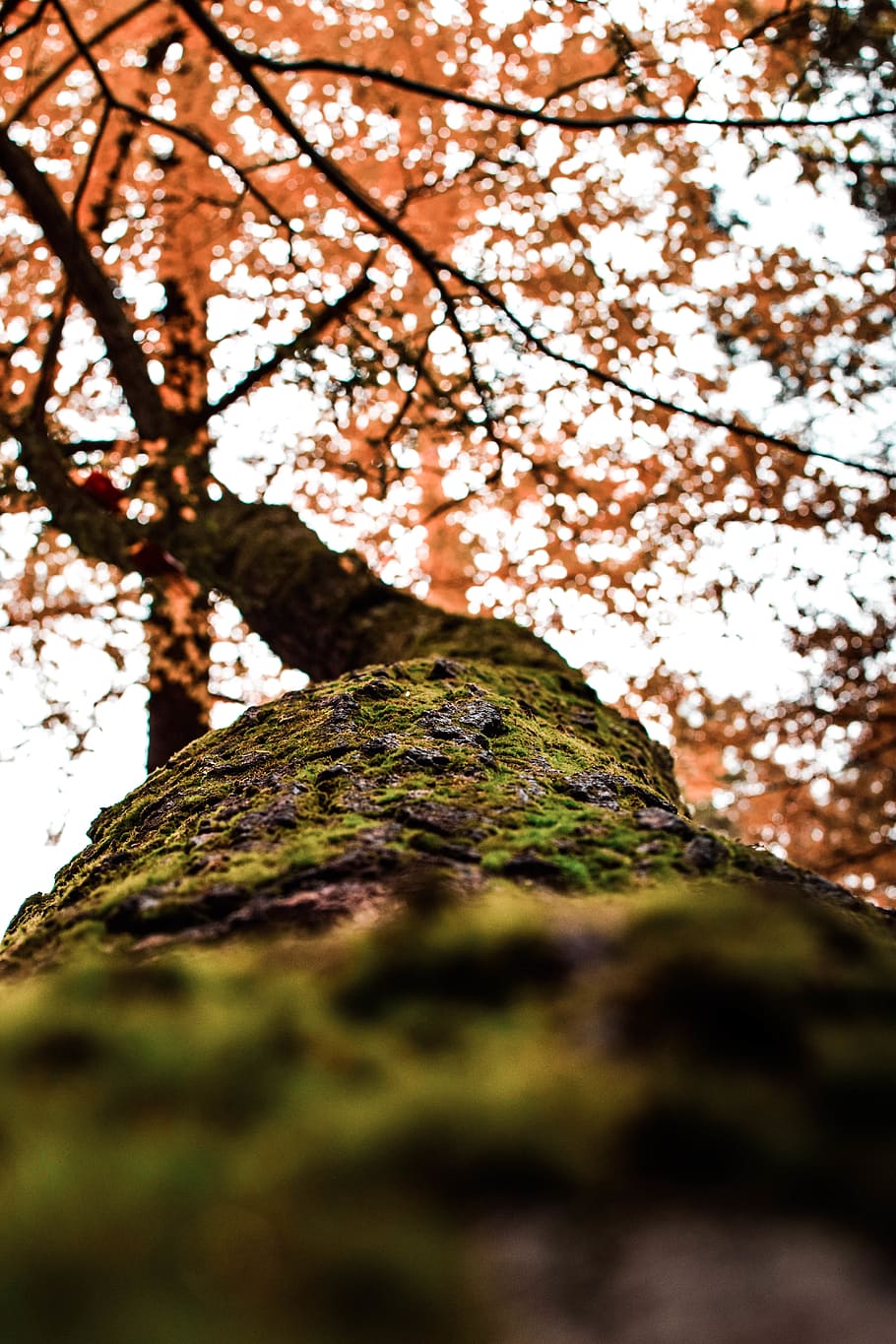 Low Angle Photography of Orange Leafed Tree, bark, branch, color HD wallpaper