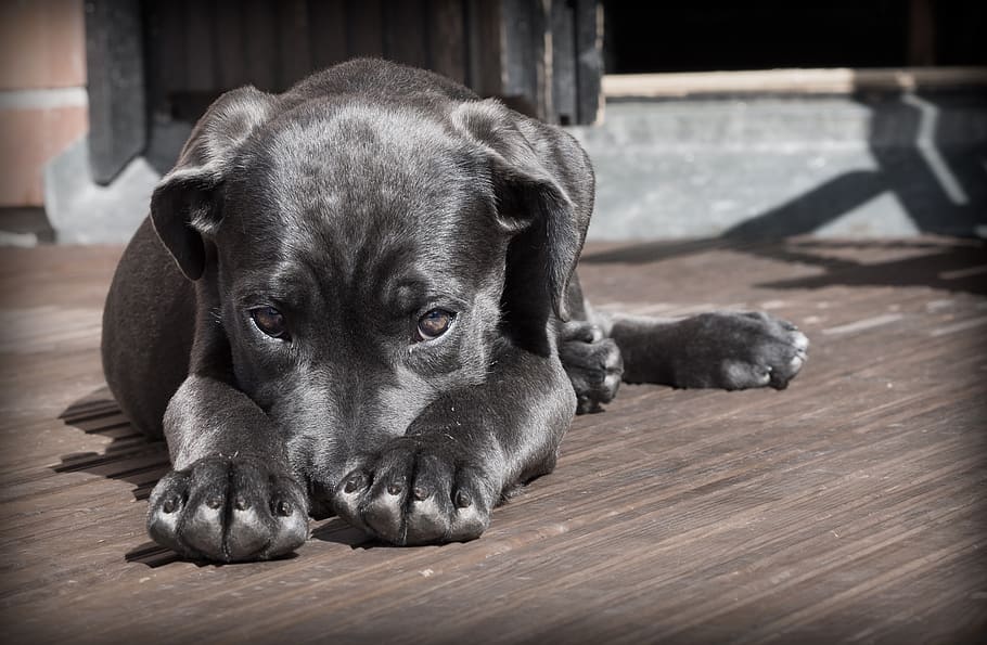Black Short Haired Dog, animal, cane corso, canine, cute, pet HD wallpaper