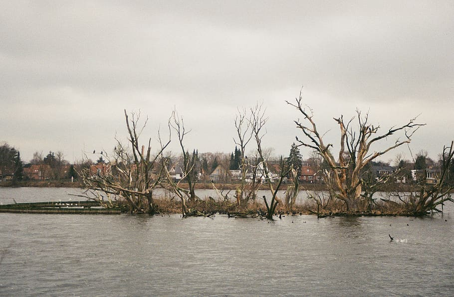 bare tree scenery, nature, outdoors, land, water, flood, animal HD wallpaper