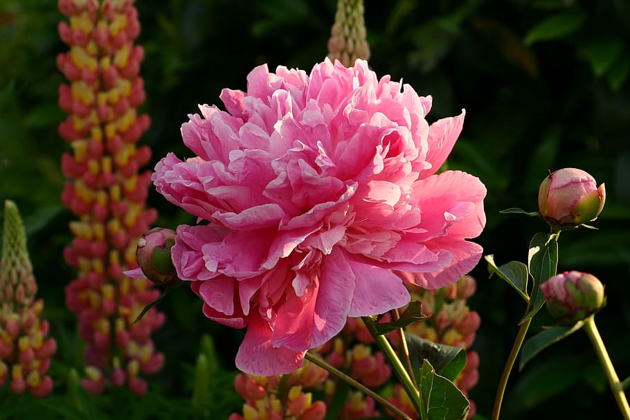 peony, blossom, bloom, close up, pink, spring, nature, flower garden HD wallpaper