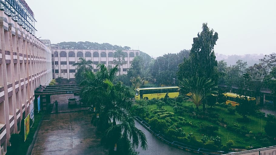 outdoor, rainy, plant, tree, architecture, building exterior HD wallpaper