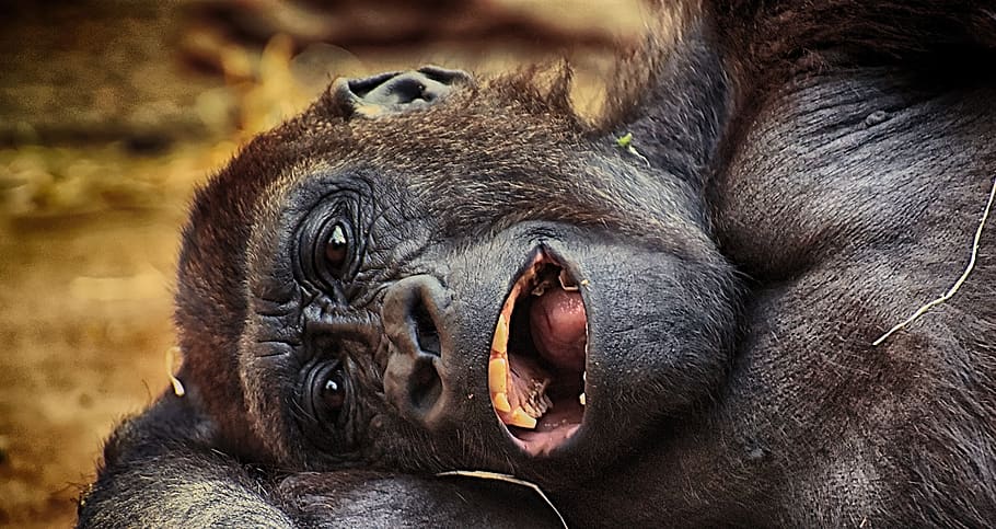 gorilla, monkey, animal, zoo, furry, omnivore, portrait, tierpark hellabrunn HD wallpaper