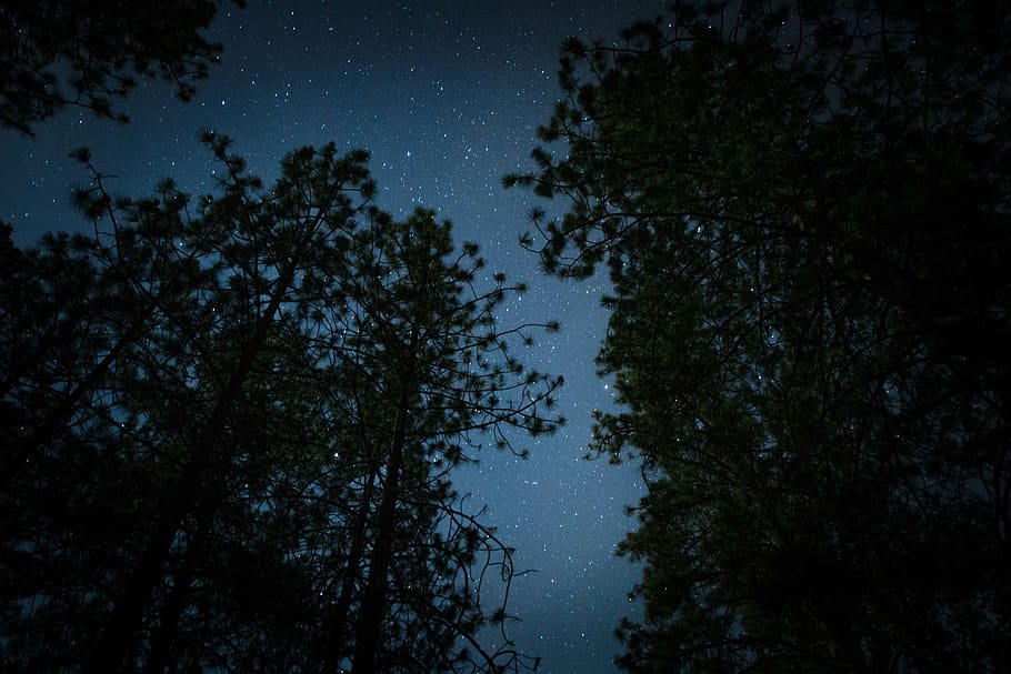 dark, night, stars, trees, stargazing, camping, woods, forest HD wallpaper