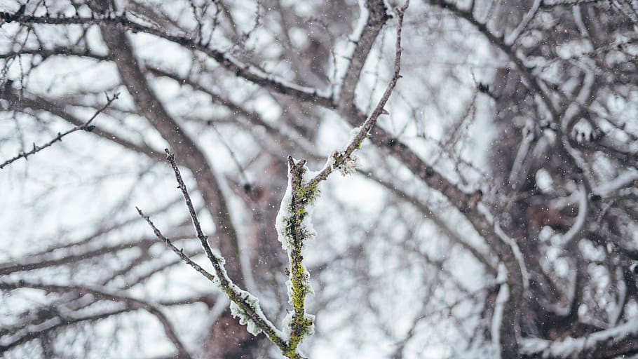 snow covered tree, zing, mountain, winter, cold, plant, cold temperature HD wallpaper