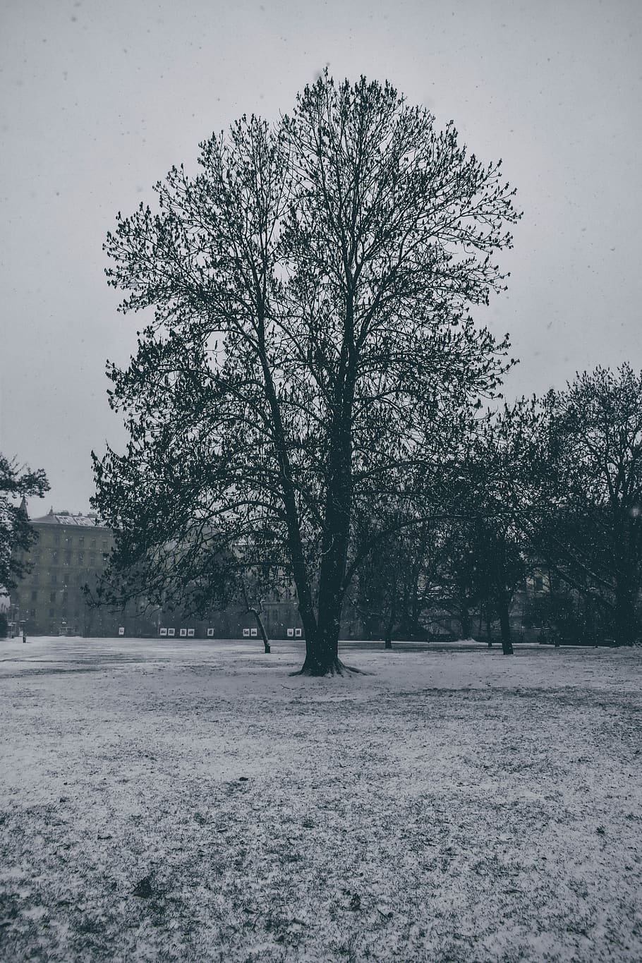 trees during winter, plant, snow, cold temperature, beauty in nature HD wallpaper
