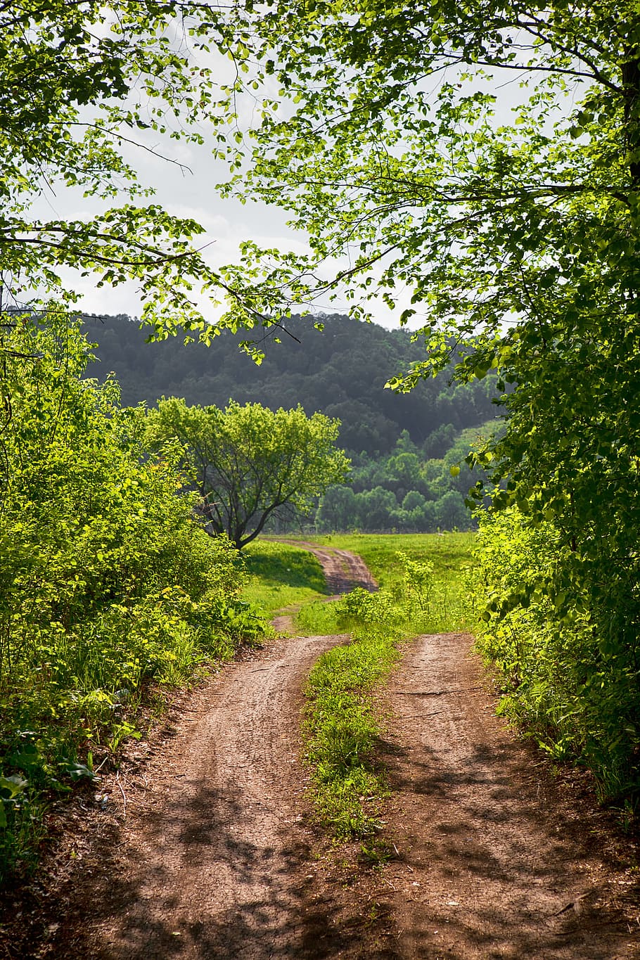 green, forest, landscape, leaf, light, lush, morning, natural HD wallpaper