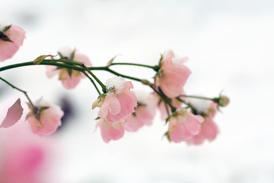 rose, snow, winter, cold, nature, romantic, frost, flower, frozen HD wallpaper