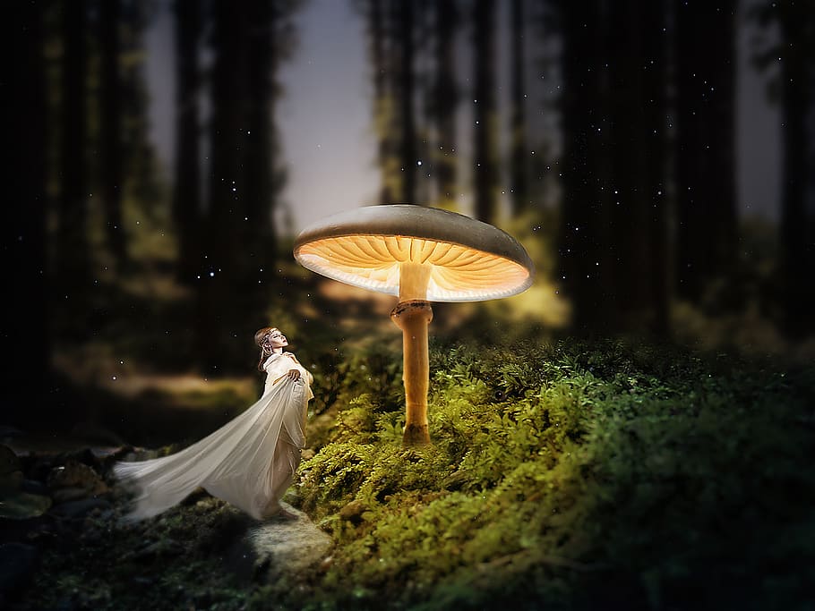 forest, mushroom, dark, forest floor, mini mushroom, landscape, HD wallpaper