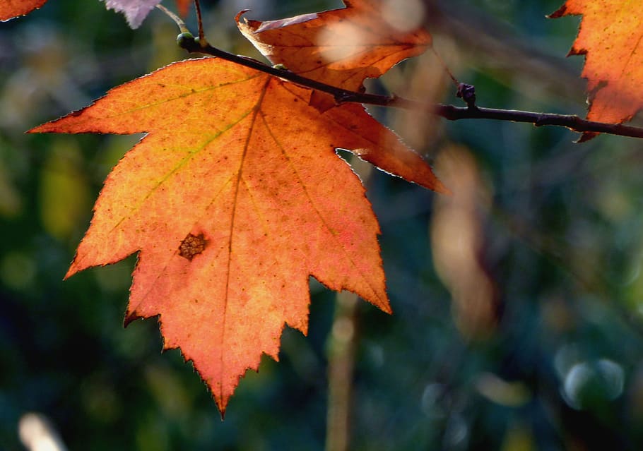 leaf, morning, fall, nature, color, tree, landscape, autumn HD wallpaper