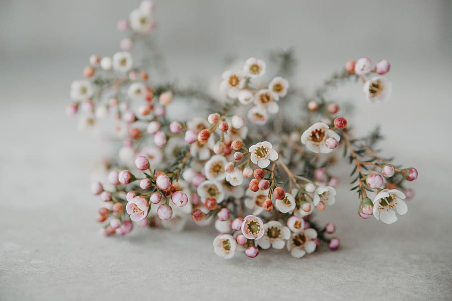 white petaled flower decor, plant, studio shot, freshness, close-up HD wallpaper