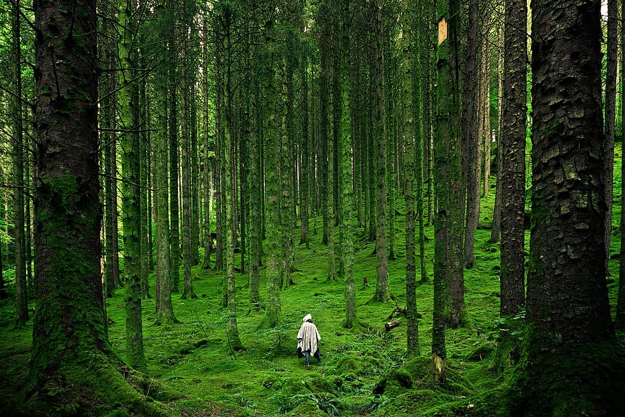 woods, alone, green, big, trees, forest, plant, land, green color HD wallpaper