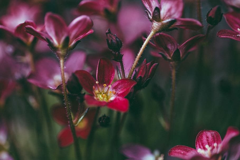 macro, red, flower, nature, plant, flowering plant, growth HD wallpaper