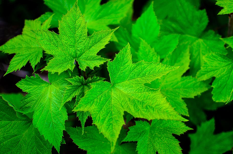 close, green, leaves, leaf, aromatic, nature, green color, plant part HD wallpaper