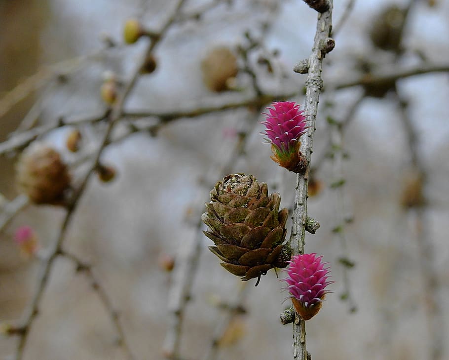 cones, spring, flowering, nature, coniferous, branch, plant HD wallpaper