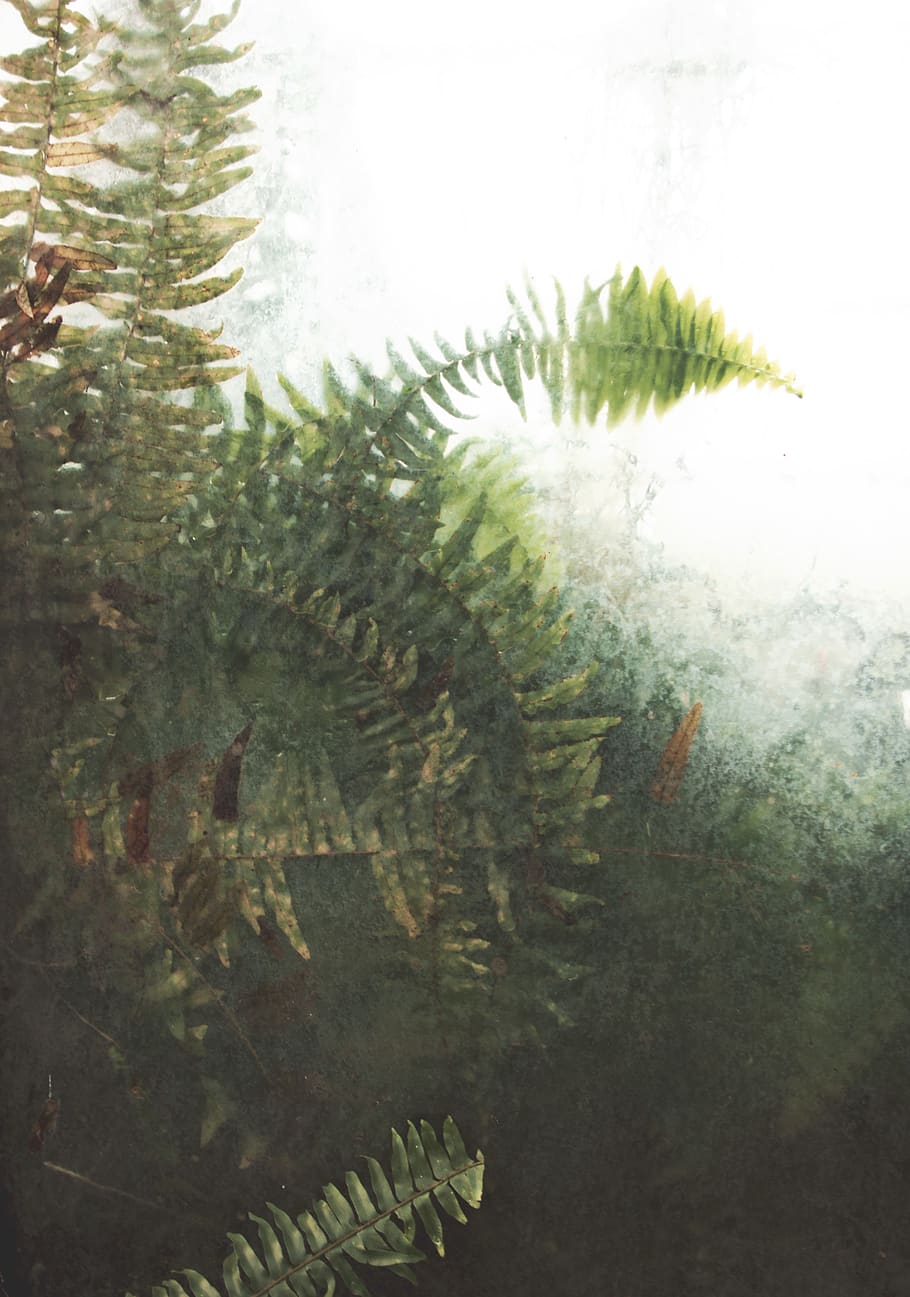 green fern, plant, tree, vegetation, nature, abies, fir, conifer HD wallpaper