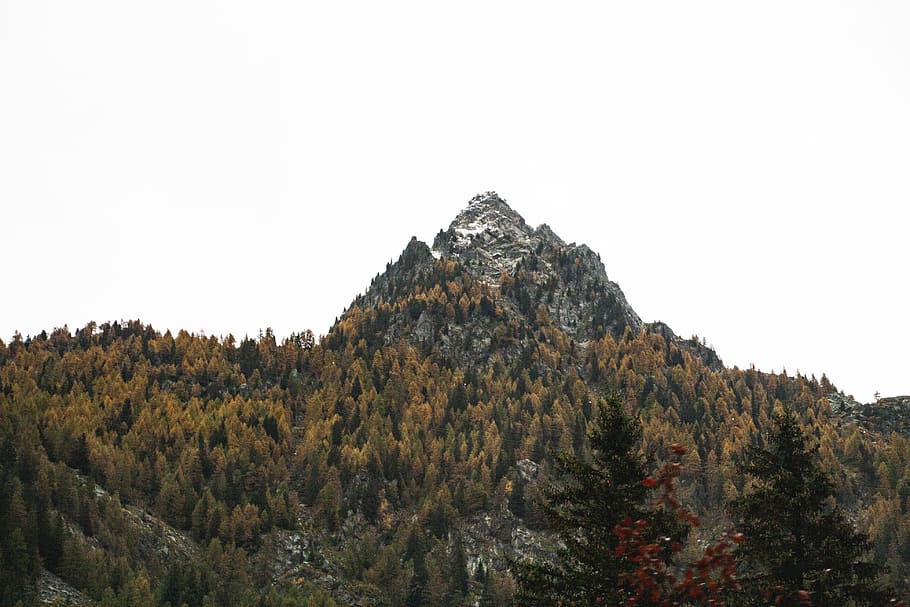 golden trees, plant, abies, fir, conifer, mountain, outdoors HD wallpaper