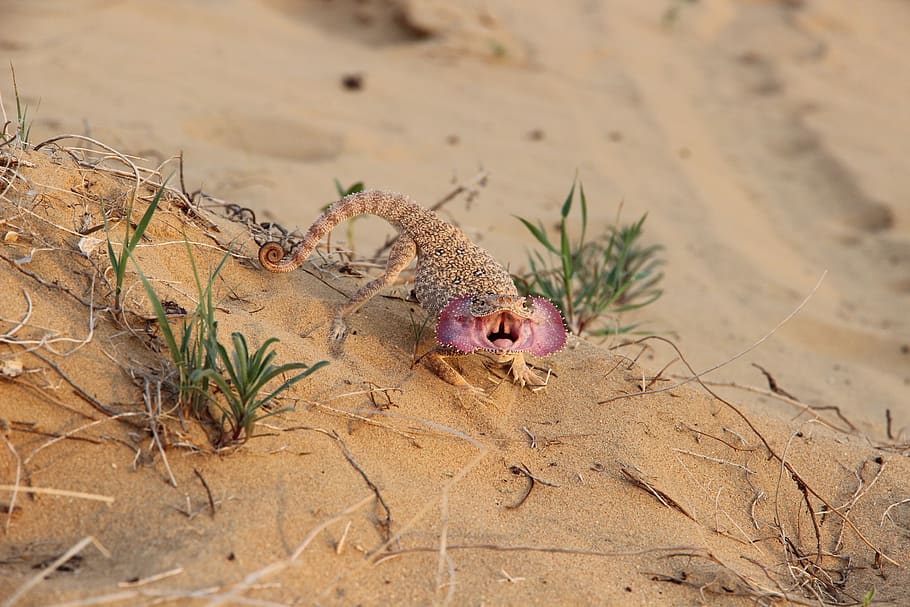 lizard, sand, animal, land, animal themes, nature, animal wildlife HD wallpaper