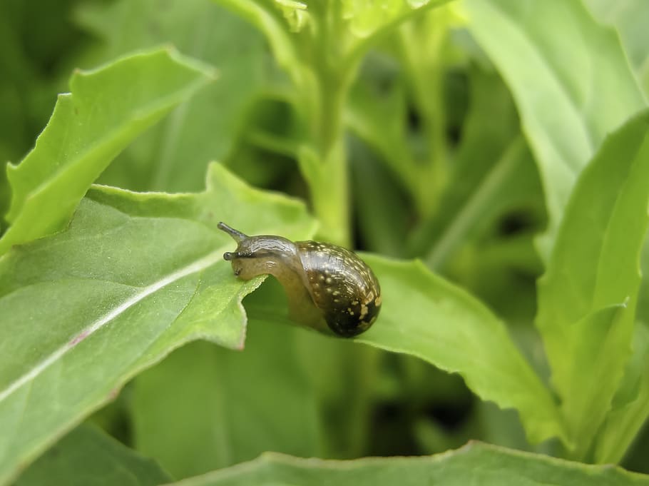 brown snail on leaf, animal themes, one animal, animal wildlife HD wallpaper