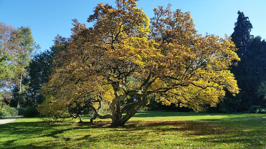 magnolia, tree, light, shadow, nature, plant, beauty, spring HD wallpaper