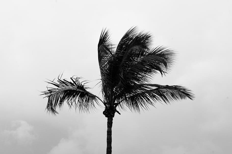 HD wallpaper: united states, miami, monochrome, palm tree, trees, wind ...