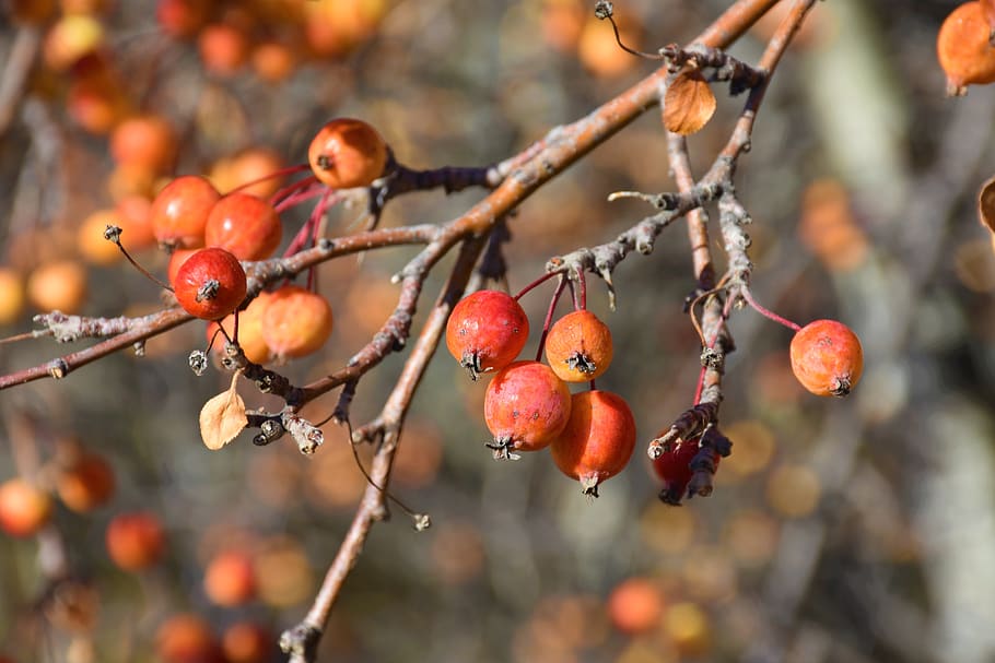 fall, apples, tree, fruit, harvest, red, food, nature, ripe HD wallpaper