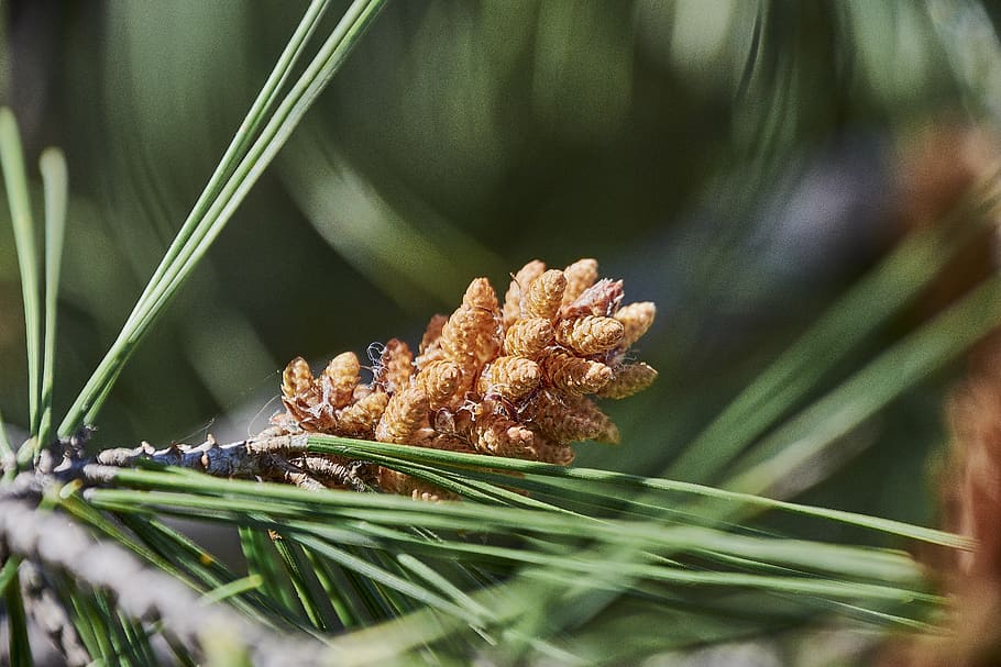 pine, outbreak, needles, forest, conifer, plant, close-up, selective focus HD wallpaper