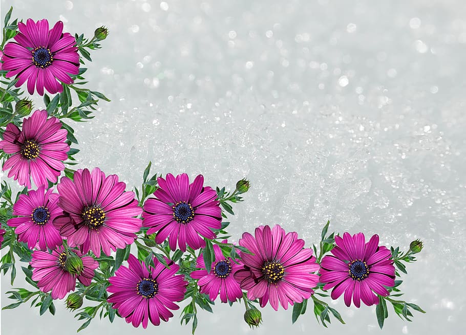 greeting card, note, message, flowers, daisies, decorative HD wallpaper