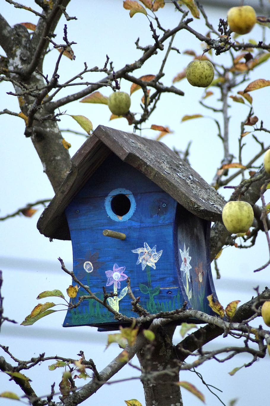bird feeder, aviary, wood, nature, blue, tree, apple, forest, HD wallpaper