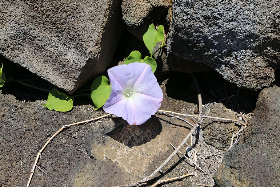 flower, stone, leaf, plant, flowering plant, beauty in nature HD wallpaper