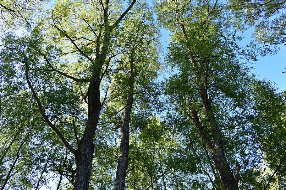 trees, nature, woods, forest, summer, hike, walk, plant, low angle view HD wallpaper