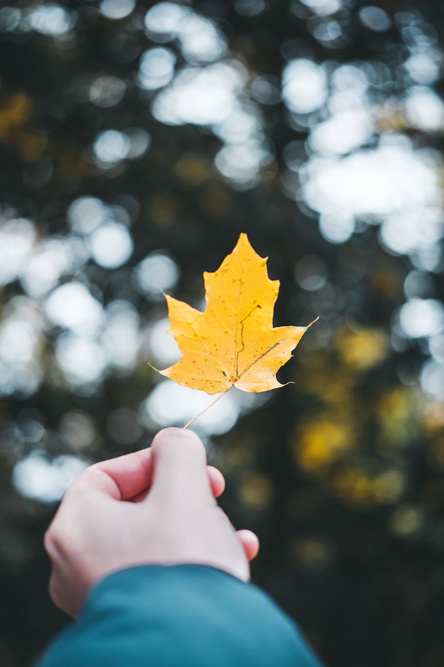 person showing brown leaf, human hand, human body part, autumn HD wallpaper