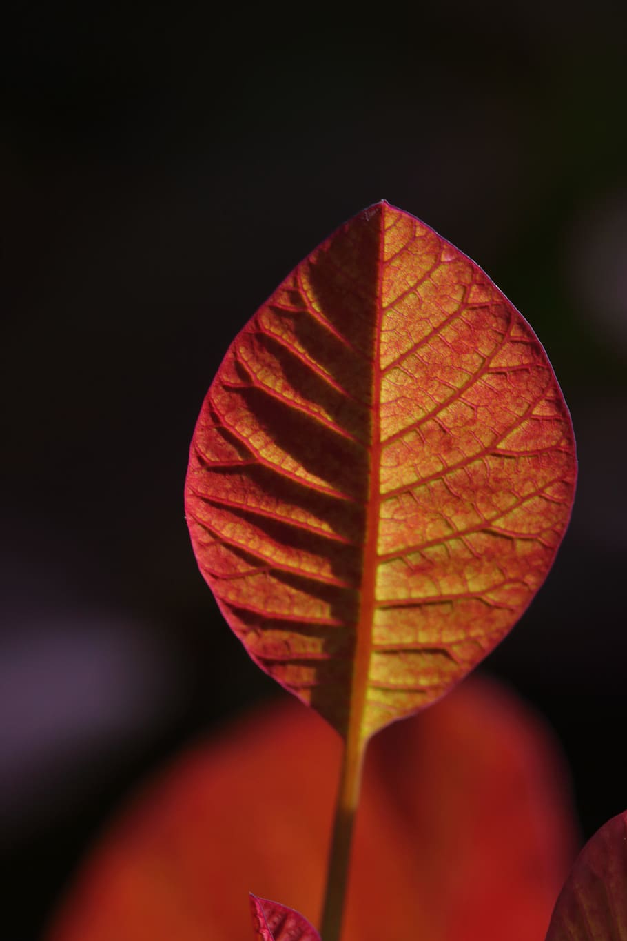 leaf, red, leaves, bright, colorful, plant part, close-up, beauty in nature HD wallpaper