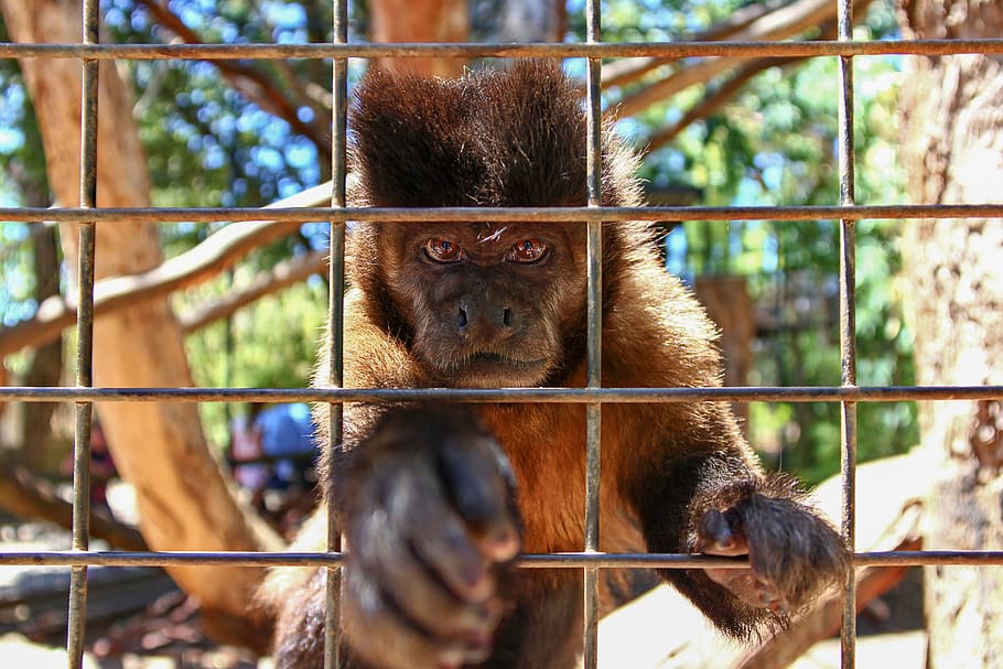 brown monkey in cage, animal, animal themes, mammal, primate HD wallpaper