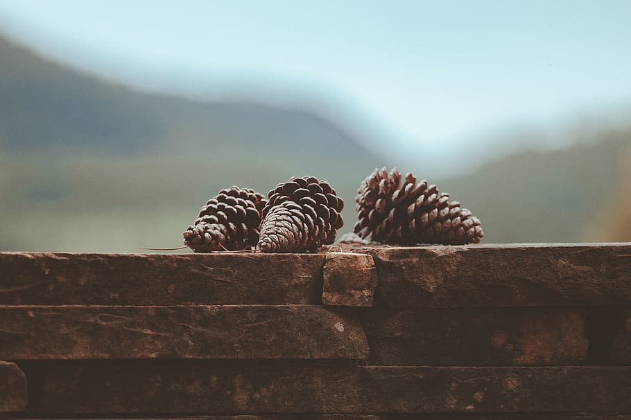 Three Pine Cones on Brick Wall, blur, bricks, close-up, daylight HD wallpaper