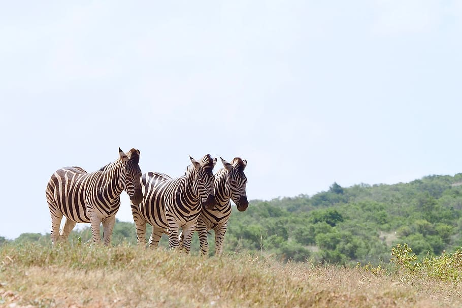 HD wallpaper: zebras, flock, national park, black and white, drawing,  wildlife | Wallpaper Flare