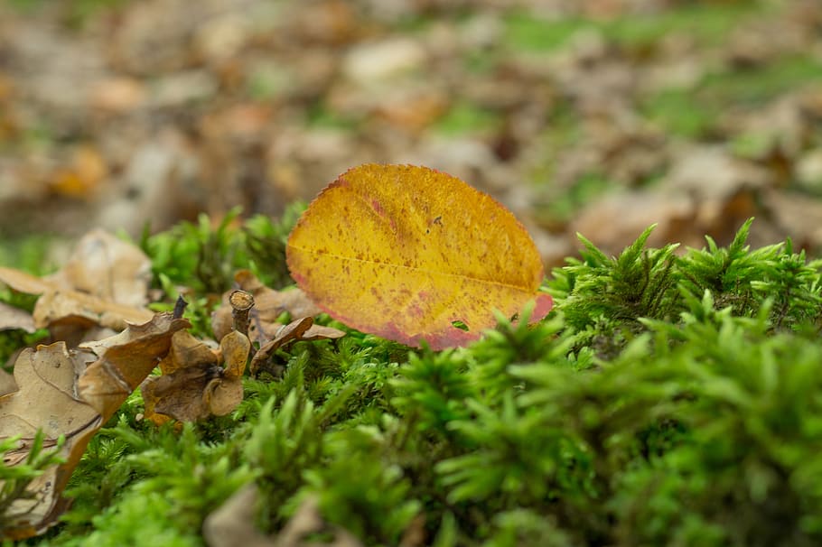 leaf, grass, plants, nature, ground, fall, autumn, plant part HD wallpaper