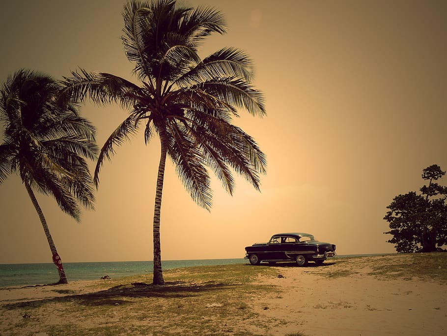 Two Coconut Trees, beach, car, clouds, daytime, grass, nature HD wallpaper