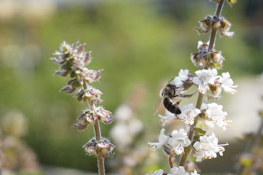 bee, blossom, bloom, flower, nature, close up, pollen, nectar HD wallpaper