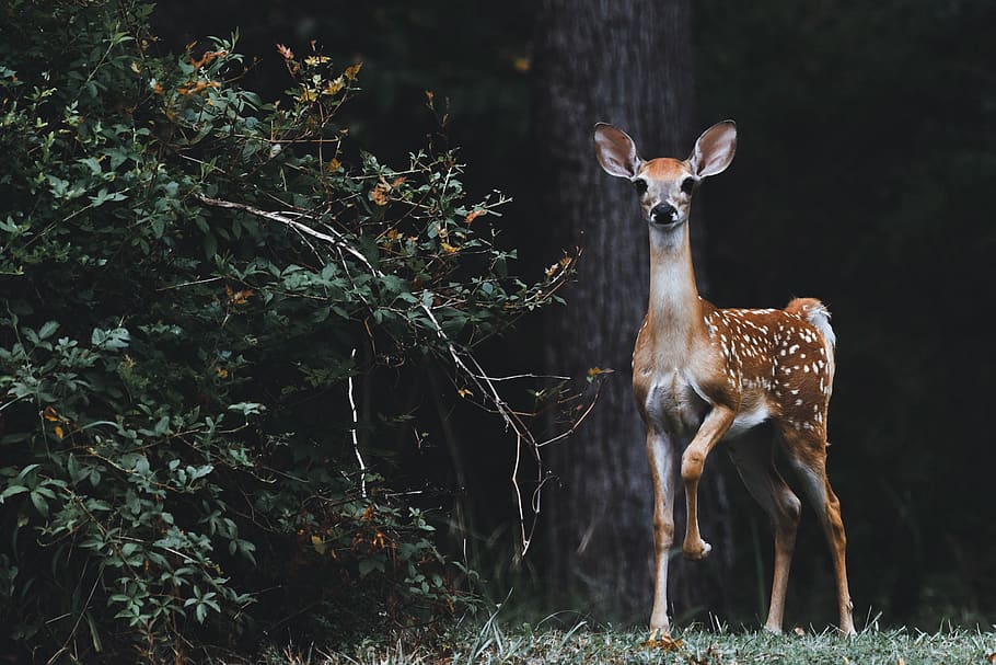 brown deer beside plants, animal, animal themes, mammal, animal wildlife HD wallpaper
