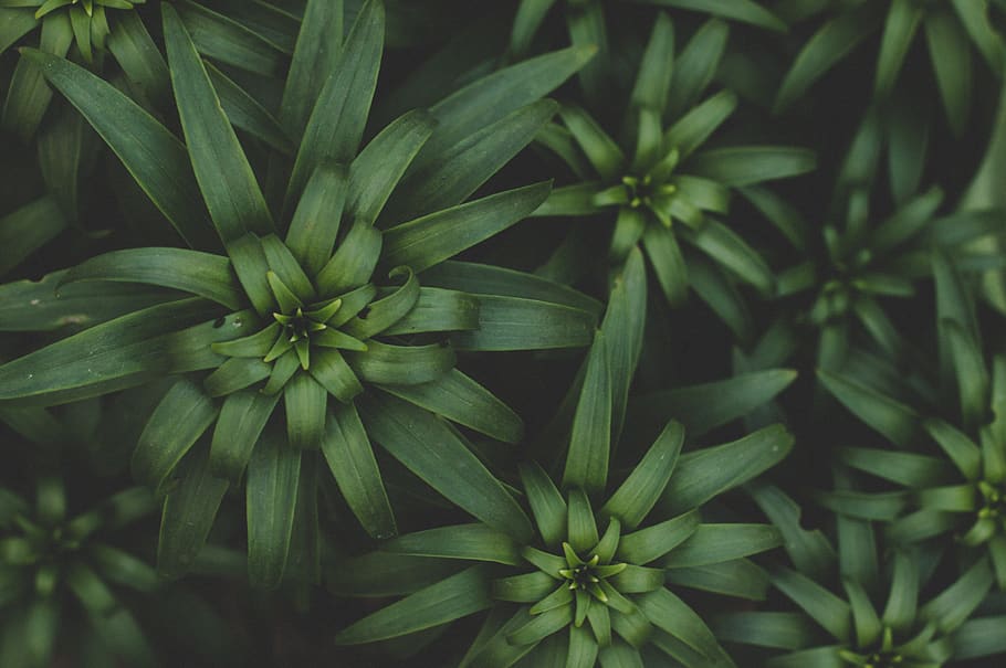 Green Plants, growth, close-up, beauty in nature, plant part HD wallpaper