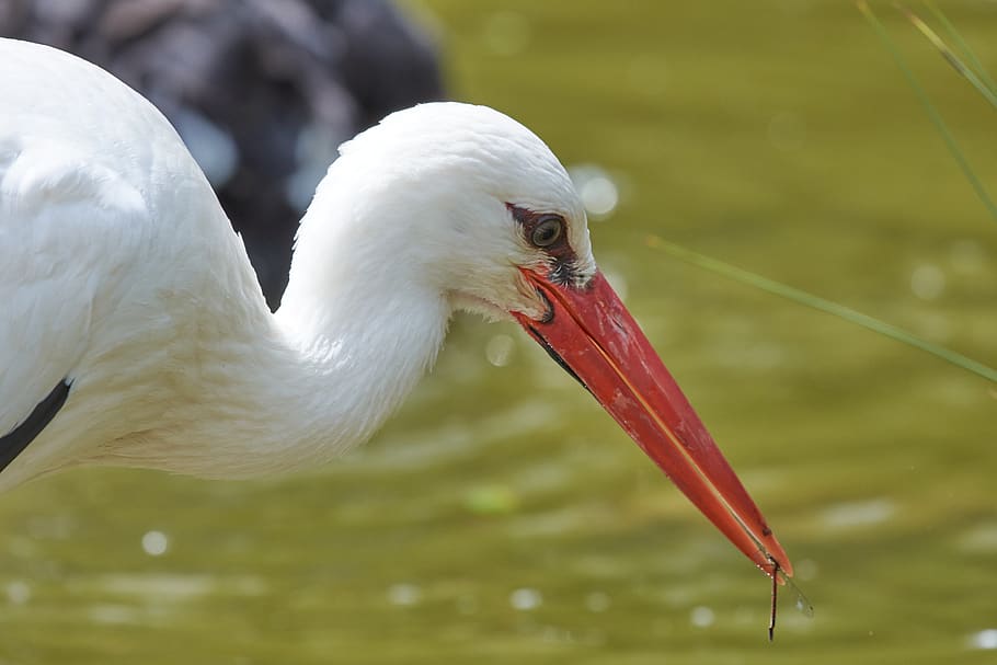 stork, hunt, water, animal world, bill, eat, plumage, waters HD wallpaper