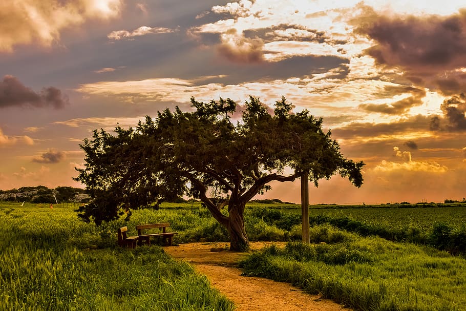 tree, landscape, nature, panoramic, sky, clouds, sunset, winter HD wallpaper