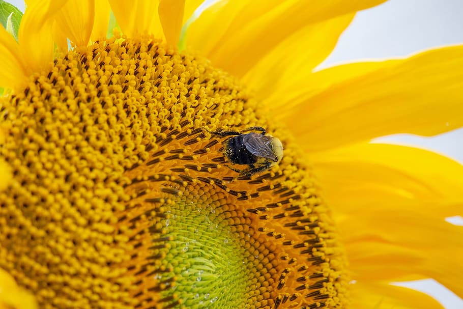 sunflower, plants, bees, trees, seed, summer, bloom, yellow HD wallpaper