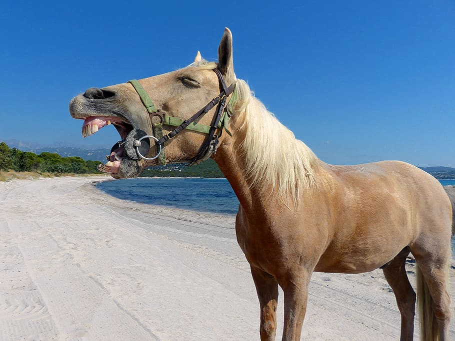 horse, beach, laugh, teeth, mouth open, chestnut, animal, equine