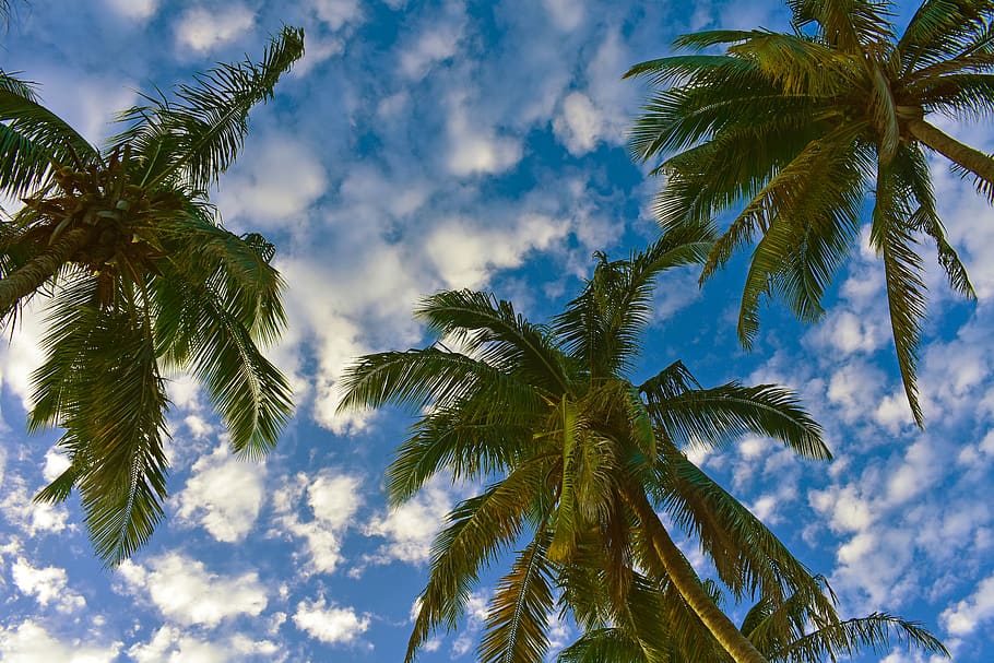 palm trees, sky, clouds, blue, tropical climate, plant, cloud - sky HD wallpaper