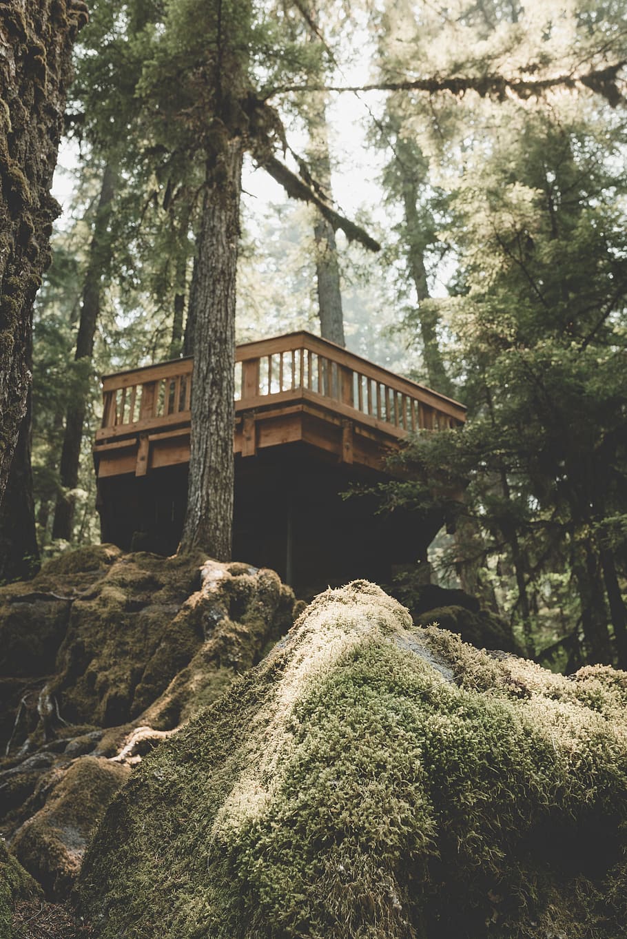 brown wooden tree platform, patio, forest, oregon, united states HD wallpaper