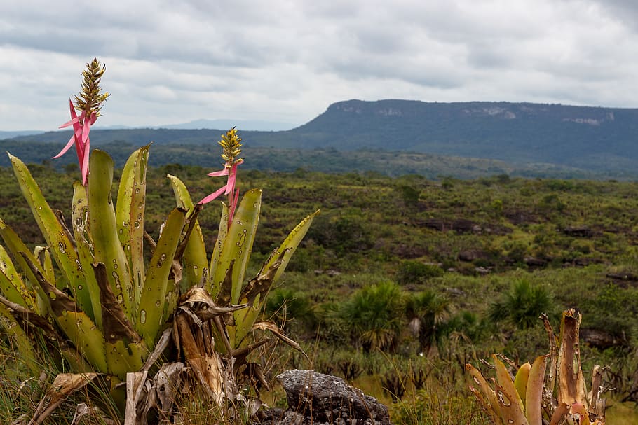 view, mountain, plain, savannah, jungle, plant, growth, beauty in nature HD wallpaper